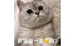 要猫猫一直委屈吗？猫猫问别人要一直委屈猫猫吗表情