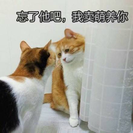 一只猫猫对另一只猫猫说：忘了他吧，我卖萌养你。我养你系列表情包