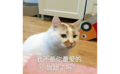 猫猫委屈巴巴地说：我不是你的小甜甜了吗？都快哭了。。。委屈表情包