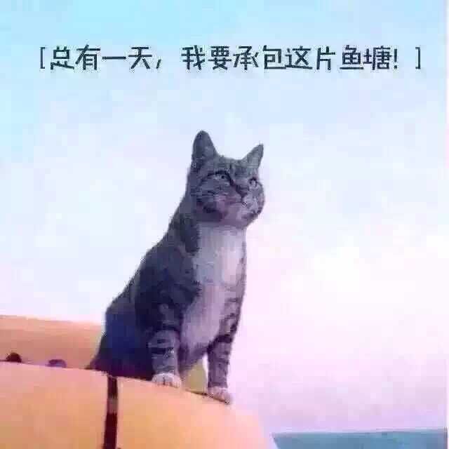 总有一天，我要承包这片鱼塘。。一只猫猫的伟大梦想