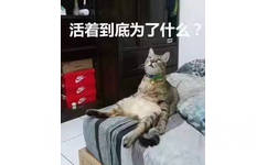 猫猫瘫在床上眼神迷茫地望着天，心里想着活着到底为了什么？猫猫发呆仰望天空表情