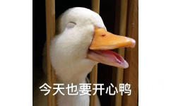 呆萌鸭子表情看上去好开心似的，真是一只开心的鸭子