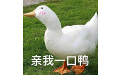 一只鸭鸭偏着头的表情仿佛在跟你说：亲我一口呀。。。