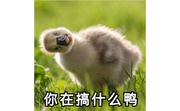 一只小鸭子偏着头问对方在搞什么鸭的表情挺呆萌的，呆萌鸭鸭表情