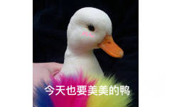 一只打扮得很美的鸭子表情包，今天也要美美的鸭