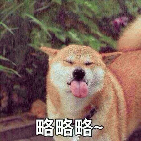 一只柴犬吐舌头可爱表情，略略略