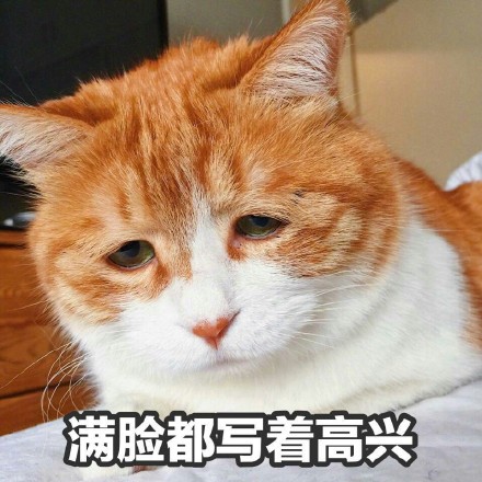 满脸都写着高兴，超丧表情的橘猫假装自己很高兴表情包