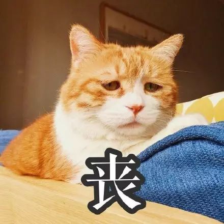 橘猫超丧表情，到底怎么了，发生了什么，我TM在干嘛，还能再丧点吗？