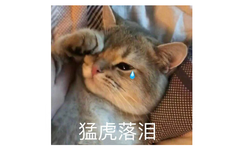 猫猫委屈难过，终于忍不住落泪，人家虽然是猛虎，可是人家也是有眼泪的呀。