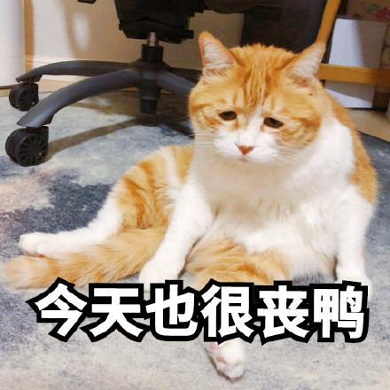 一脸丧样的橘猫表示自己今天也很丧表情包