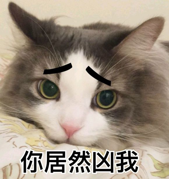 可爱猫猫一脸委屈的表情，你居然凶我，不理你了