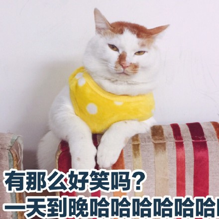 喵星人猫猫板着脸，一脸严肃的表情跟对方说：有那么好笑吗？一天到晚哈哈哈哈哈哈！