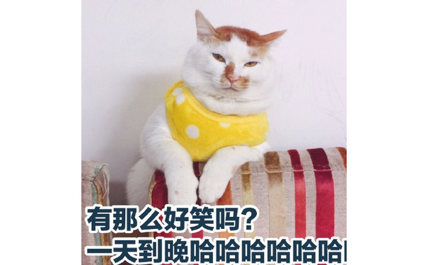 喵星人猫猫板着脸，一脸严肃的表情跟对方说：有那么好笑吗？一天到晚哈哈哈哈哈哈！