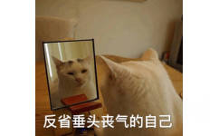 猫猫坐在镜子前看着镜子里垂头丧气的自己，表示要对自己进行反省，喵星人照镜子反省自己表情包