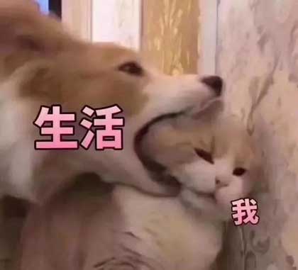 小猫猫被大狗子按在地上不敢作声瑟瑟发抖表情包