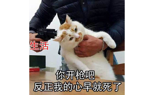 猫猫生无可恋，你开枪吧，反正我的心早就死了