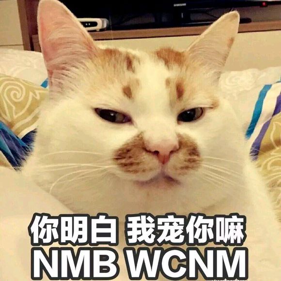 喵星人：你明白的，我宠你嘛（NMB,WCNM）猫猫宠你表情包