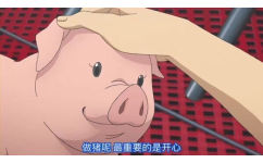 做猪呢最重要的是开心，摸着粉红猪的头安慰它做猪要开心点表情包