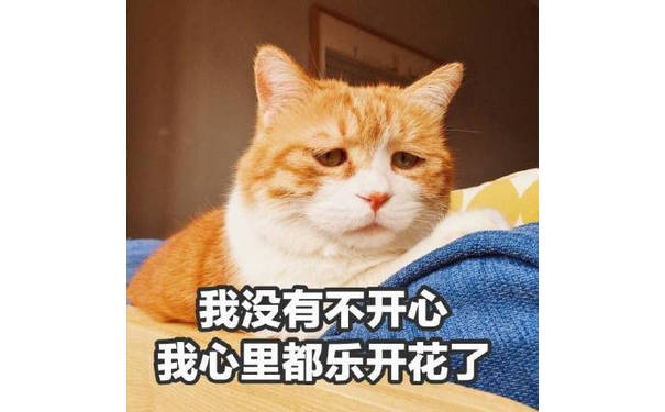 丧橘猫满脸丧相地说：我没有不开心，我心里都乐开花了！橘猫丧着脸说自己很开心表情包