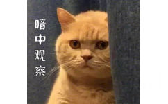 猫猫躲在墙后暗中观察，暗中悄悄观察表情包