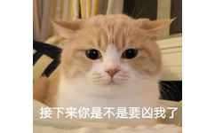 猫猫摆出一副懒得解释的表情，直接问重点：接下来你是不是要凶我了？猫猫问主人是不是打算要凶我表情包