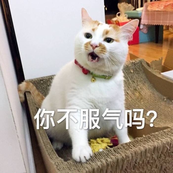 你不服气吗？喵星人猫猫霸气侧漏大着嗓门问对方是不是不服气表情包