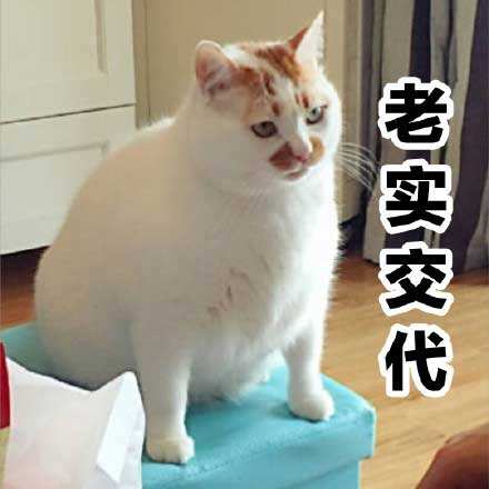 喵星人猫猫一脸凶巴巴的表情逼问做了亏心事的人，你给我老实交代，楼楼要别人老实交代凶巴巴表情包