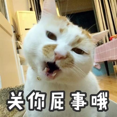 关你屁事哦！喵星人猫猫生气发飙凶对方，猫猫发飙说关你屁事表情包