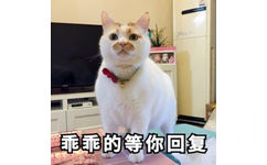 喵星人猫猫样子非常乖巧地坐在地上等别人回复它，我就这样乖乖的等你回复，猫猫乖巧等人回复表情包