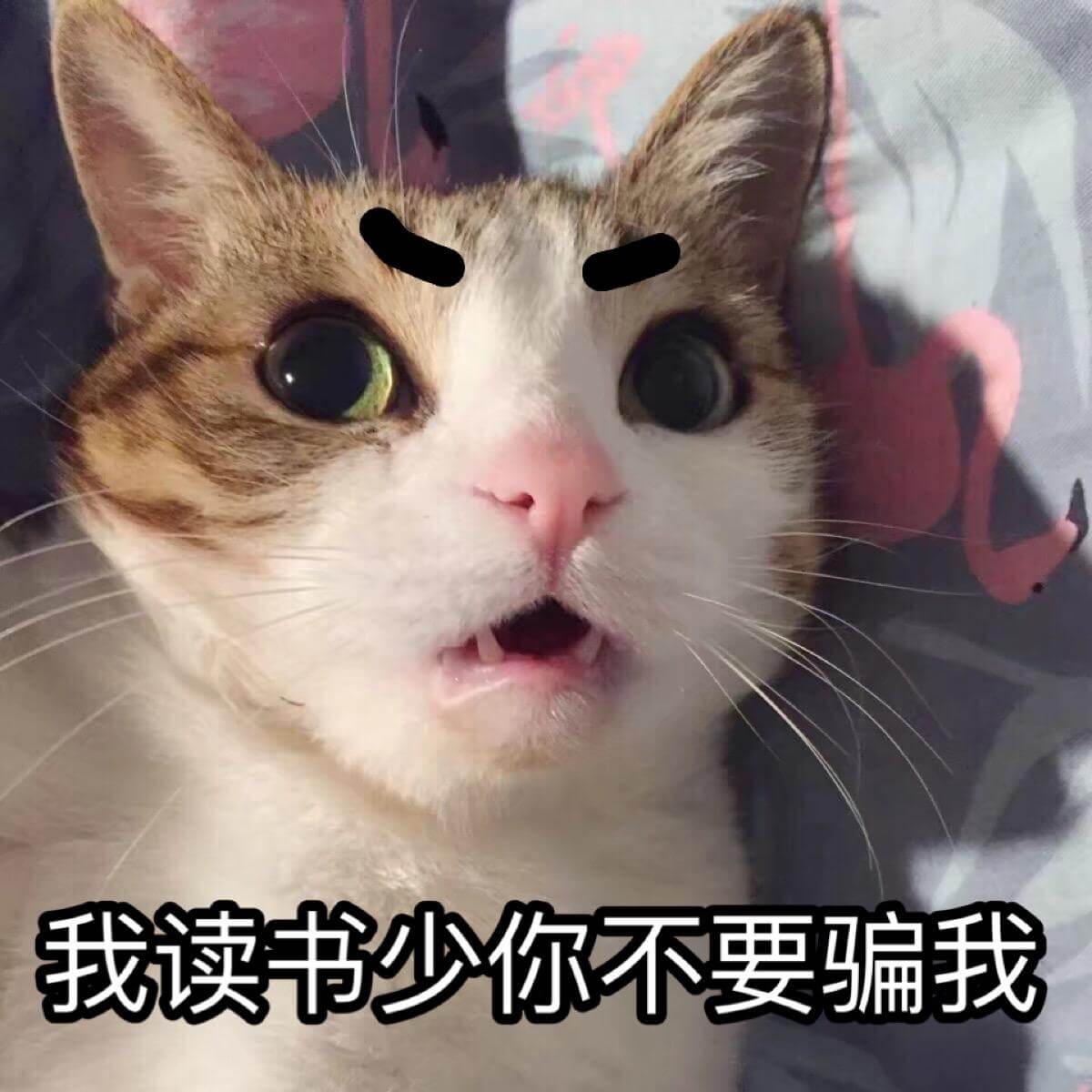 “我读书少你不要骗我！”喵星人猫猫一脸惊愕的表情说自己读书少叫别人不要骗它，喵星人震惊说不要骗我表情包