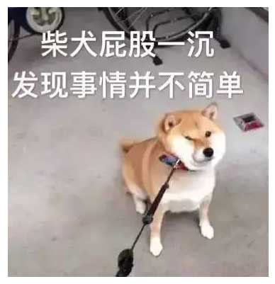 柴犬屁股一沉，发现事情并不简单