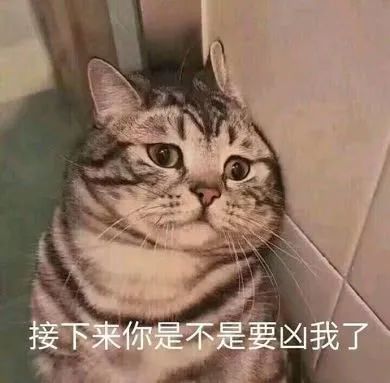 猫猫怕被凶可怜兮兮地靠在墙上说：接下来你是不是要凶我了？猫猫可怜表情怕被凶表情包