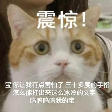 猫猫感到震惊！宝贝你让我害怕了，三十多度的手指怎么能打出来这么冰冷的文字，呜呜呜呜我的宝，猫猫震惊害怕冰冷文字呜呜我的宝表情包