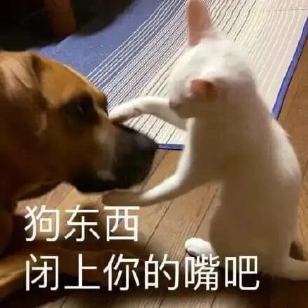 猫猫用手捂着狗狗的嘴说狗东西闭上你的嘴吧表情包