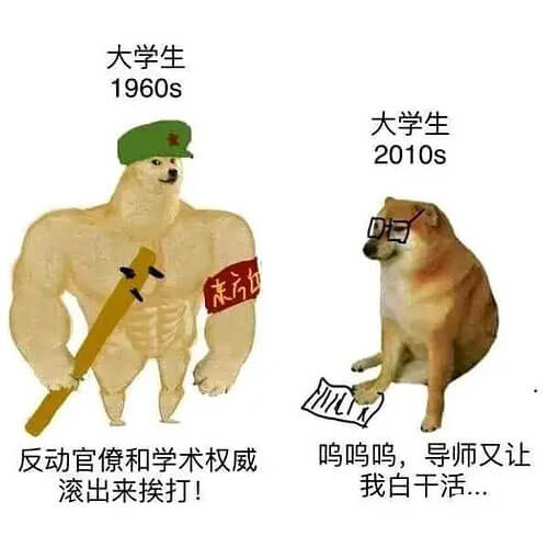 1960s的大学生(肌肉柴犬)：反动官僚和学术权威滚出来挨打！2010s的大学生(小柴犬)：呜呜呜，导师又让我白干活...