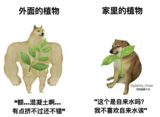 外面的植物(肌肉柴犬)：额...混凝土啊...有点挤不过还不错。家里的植物(小柴犬)：这个是自来水吗？我不喜欢自来水诶！