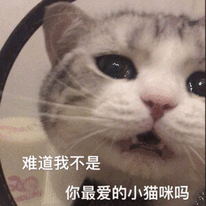 难道我不是你最爱的小猫咪吗？猫锚不甘心地反问对方难道自己不是最爱的小猫咪表情