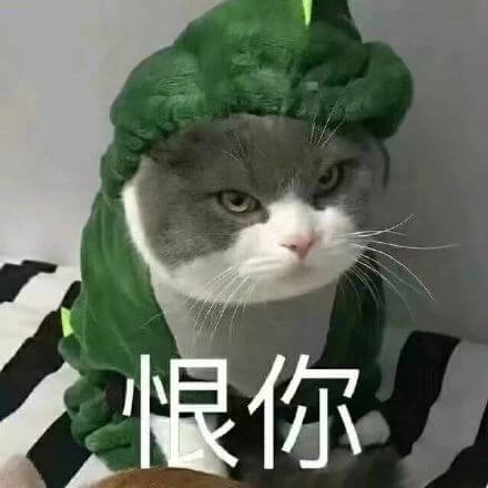 我恨你，恨死你，汪星人猫猫很不高兴的样子瞅着某人说恨你表情