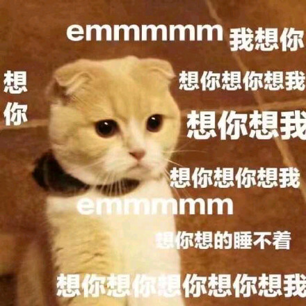 喵星人猫猫想某个人了，想你，想你想我猫猫图