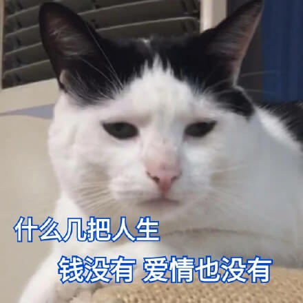 什么几把人生，钱没有，爱情也没有，猫猫感叹几把人生没钱没爱情表情图