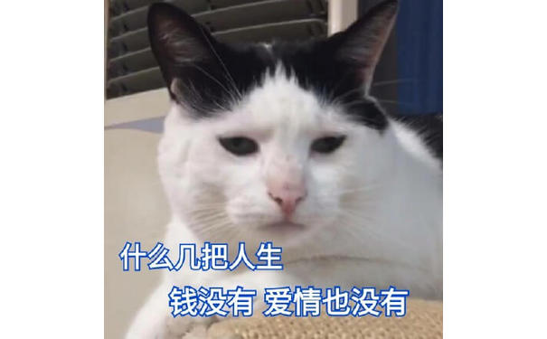 什么几把人生，钱没有，爱情也没有，猫猫感叹几把人生没钱没爱情表情图