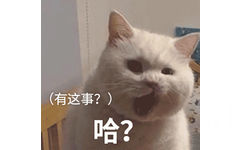 哈？猫猫一脸惊讶地张大嘴巴说有这事？猫猫惊讶有这事哈表情图