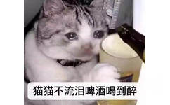 猫猫不流泪，啤酒喝到醉，猫猫伤心后流泪喝啤酒表情图