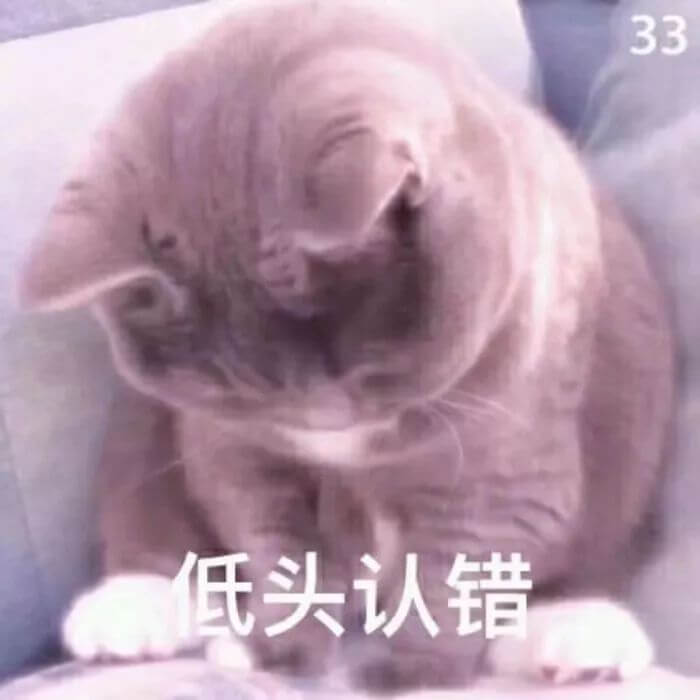 喵喵低头认错，低头认错猫猫表情图