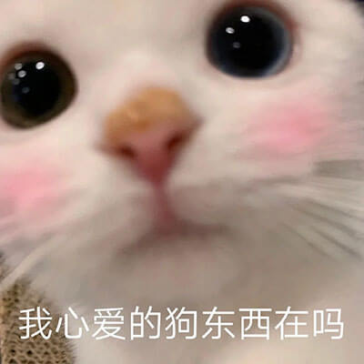 我心爱的狗东西在吗？可爱猫猫撩自己心爱的人，情侣互撩系列心爱的狗东西在吗猫猫表情图