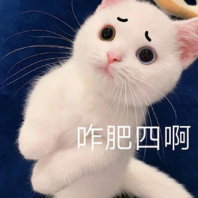 猫猫不知道发生了什么事，一脸懵逼，咋肥四啊(咋回事啊)？懵逼猫猫咋肥四啊表情图