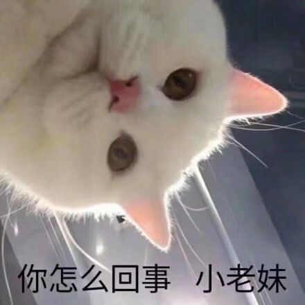 猫猫俯视小老妹问：你怎么回事，小老妹，猫咪怎么回事老妹表情