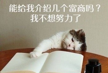 猫猫趴在书桌前不想读书努力，能给我介绍几个富商吗？我不想努力了！不想努力了猫猫表情