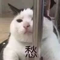 愁！猫猫靠着钢管发愁表情