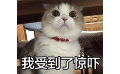 猫猫表示自己受到了惊吓